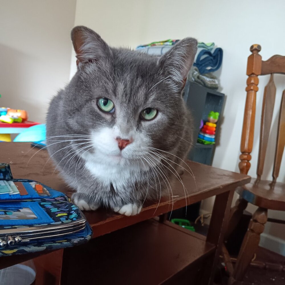 Meet your Posher, Bridget